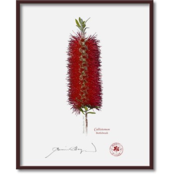 010 Bottlebrush (Callistemon) - 8″ × 10″ Flat Print, No Mat