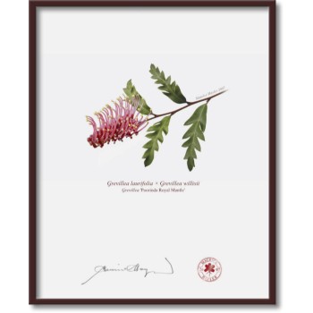 Grevillea 'Poorinda Royal Mantle' Diptych - 8″ × 10″ Flat Prints, No Mats