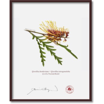 Grevillea Collection 2 Diptych - 8″ × 10″ Flat Prints, No Mats