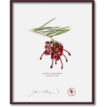 041 Rosemary Grevillea (Grevillea rosmarinifolia) - 8″ × 10″ Flat Print, No Mat