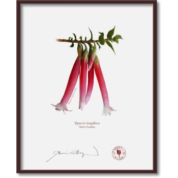 060 Native Fuchsia (Epacris longiflora) - 8″ × 10″ Flat Print, No Mat