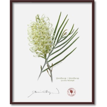 Grevillea Collection 3 Triptych - 8″ × 10″ Flat Prints, No Mats