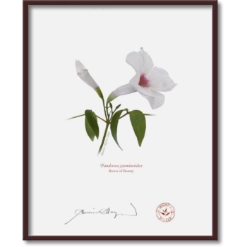 123 Pandorea jasminoides - 8″ × 10″ Flat Print, No Mat