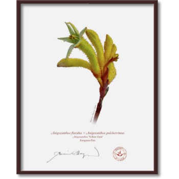 Kangaroo Paw (Anigozanthos) Diptych - 8″ × 10″ Flat Prints, No Mats