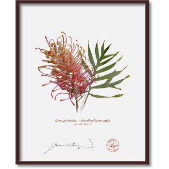 Grevillea Collection 3 Triptych - 8″ × 10″ Flat Prints, No Mats