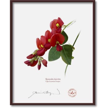 137 Cape Leeuwin Creeper (Kennedia lateritia) - 8″ × 10″ Flat Print, No Mat