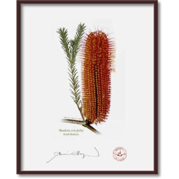 Banksia Flower Collection 1 Triptych - 8″ × 10″ Flat Prints, No Mats