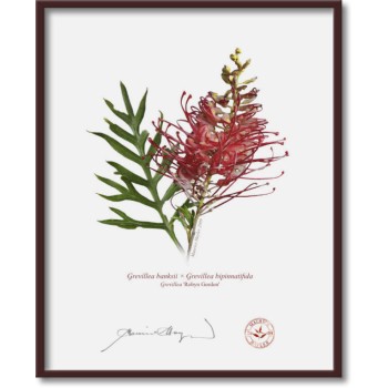 Grevillea Collection 3 Triptych - 8″ × 10″ Flat Prints, No Mats