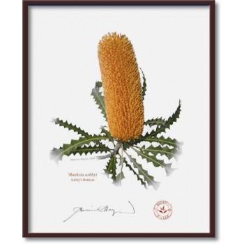 154 Ashby's Banksia (Banksia ashbyi) - 8″ × 10″ Flat Print, No Mat