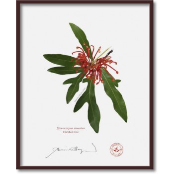155 Firewheel Tree (Stenocarpus sinuatus) - 8″ × 10″ Flat Print, No Mat