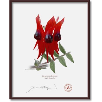 160 Sturt's Desert Pea (Swainsona formosa) - 8″ × 10″ Flat Print, No Mat