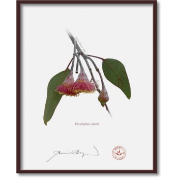 161 Eucalyptus caesia - 8″ × 10″ Flat Print, No Mat