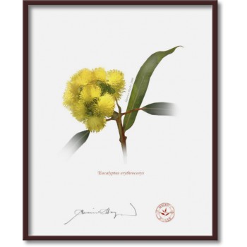 162 Eucalyptus erythrocorys - 8″ × 10″ Flat Print, No Mat
