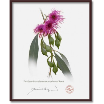 164 Eucalyptus leucoxylon subsp. megalocarpa 'Rosea' - 8″ × 10″ Flat Print, No Mat