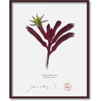 Kangaroo Paw (Anigozanthos) Diptych - 8″ × 10″ Flat Prints, No Mats