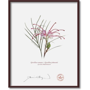 188 Grevillea 'Bulli Princess' - 8″ × 10″ Flat Print, No Mat