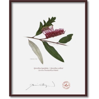 190 Grevillea 'Poorinda Royal Mantle' - 8″ × 10″ Flat Print, No Mat