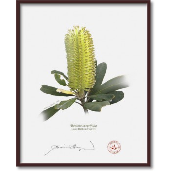 192 Coast Banksia Flower (Banksia integrifolia) - 8″ × 10″ Flat Print, No Mat