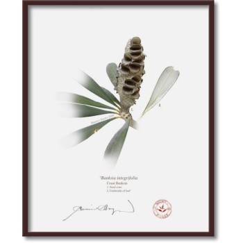 194 Coast Banksia Seed Cone and Leaf (Banksia integrifolia) - 8″ × 10″ Flat Print, No Mat