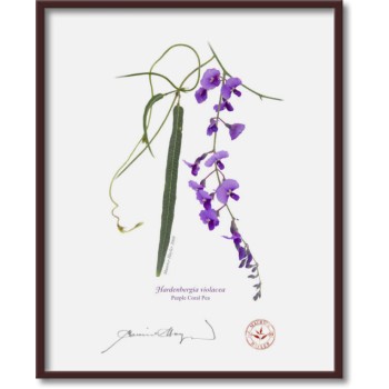 203 Hardenbergia violacea - 8″ × 10″ Flat Print, No Mat