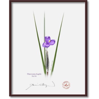 204 Day Iris (Patersonia fragilis) - 8″ × 10″ Flat Print, No Mat