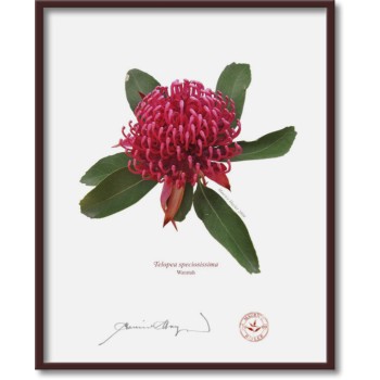 205 Waratah (Telopea speciosissima) - 8″ × 10″ Flat Print, No Mat