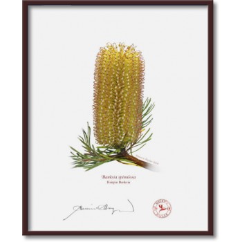 223 Hairpin Banksia (Banksia spinulosa) - 8″ × 10″ Flat Print, No Mat