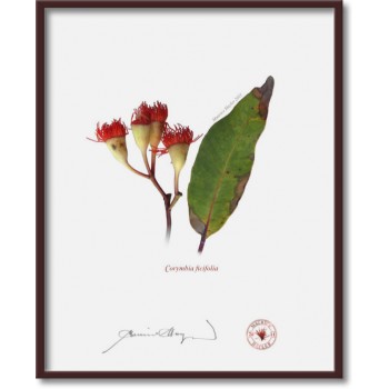 224 Corymbia ficifolia - 8″ × 10″ Flat Print, No Mat