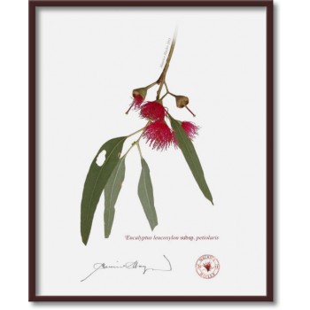 229 Eucalyptus leucoxylon subsp. petiolaris - 8″ × 10″ Flat Print, No Mat