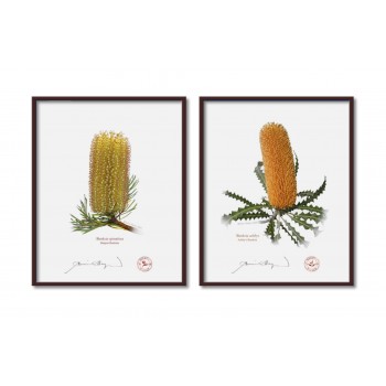 Banksia Flower Collection 2 Diptych - 8″ × 10″ Flat Prints, No Mats