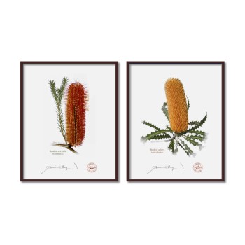 Banksia Flower Collection 4 Diptych - 8″ × 10″ Flat Prints, No Mats