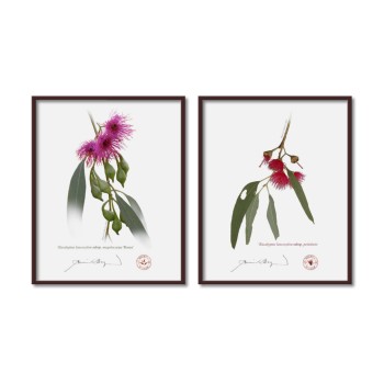 Eucalyptus leucoxylon subspecies Diptych - 8″ × 10″ Flat Prints, No Mats