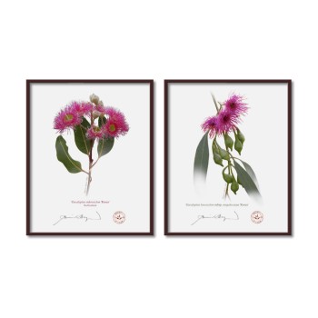 Eucalyptus 'Rosea' Cultivars Diptych - 8″ × 10″ Flat Prints, No Mats