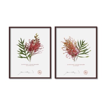 Grevillea Collection 1 Diptych - 8″ × 10″ Flat Prints, No Mats