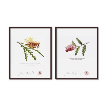 Grevillea Collection 2 Diptych - 8″ × 10″ Flat Prints, No Mats