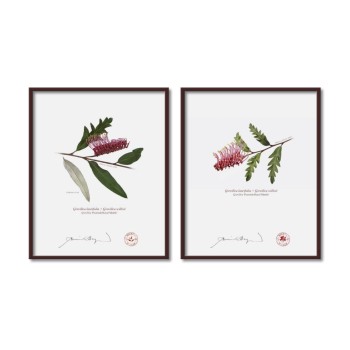 Grevillea 'Poorinda Royal Mantle' Diptych - 8″ × 10″ Flat Prints, No Mats