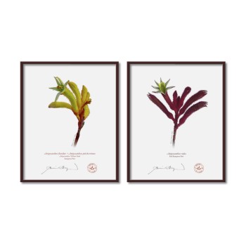 Kangaroo Paw (Anigozanthos) Diptych - 8″ × 10″ Flat Prints, No Mats