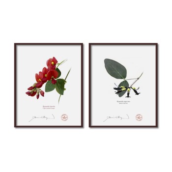 Kennedia species Diptych - 8″ × 10″ Flat Prints, No Mats