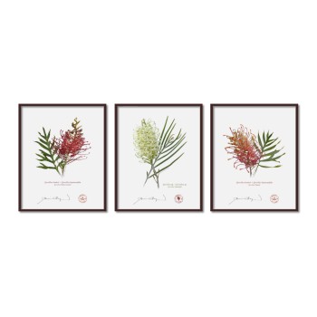 Grevillea Collection 3 Triptych - 8″ × 10″ Flat Prints, No Mats