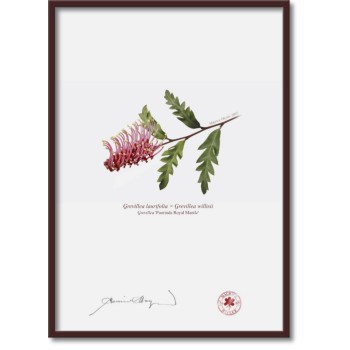 025 Grevillea 'Poorinda Royal Mantle' - A4 Flat Print, No Mat