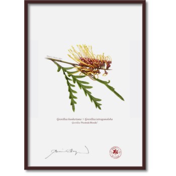 028 Grevillea 'Poorinda Blondie' - A4 Flat Print, No Mat