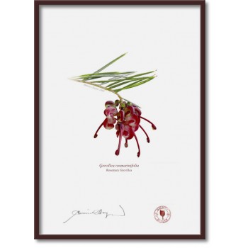 041 Rosemary Grevillea (Grevillea rosmarinifolia) - A4 Flat Print, No Mat