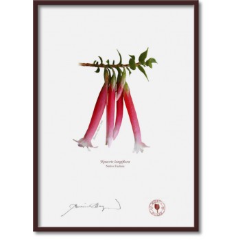060 Native Fuchsia (Epacris longiflora) - A4 Flat Print, No Mat