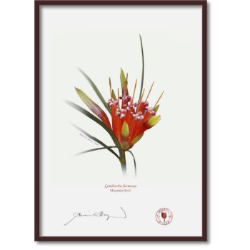 095 Mountain Devil (Lambertia formosa) - A4 Flat Print, No Mat