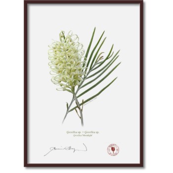 112 Grevillea 'Moonlight' - A4 Flat Print, No Mat