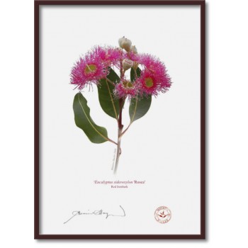 121 Red Ironbark (Eucalyptus sideroxylon 'Rosea') - A4 Flat Print, No Mat