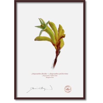 Kangaroo Paw (Anigozanthos) Diptych - A4 Flat Prints, No Mats