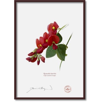 137 Cape Leeuwin Creeper (Kennedia lateritia) - A4 Flat Print, No Mat