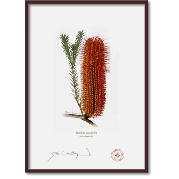 Banksia Flower Collection 3 Diptych - A4 Flat Prints, No Mats