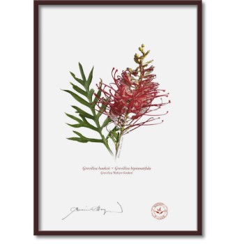 Grevillea Collection 3 Triptych - A4 Flat Prints, No Mats